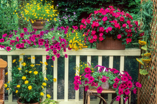 Plantes annuelles sur balcon