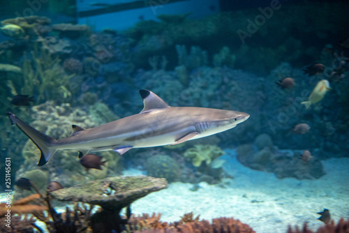 Blacktip reef shark swimming in a coral reef,