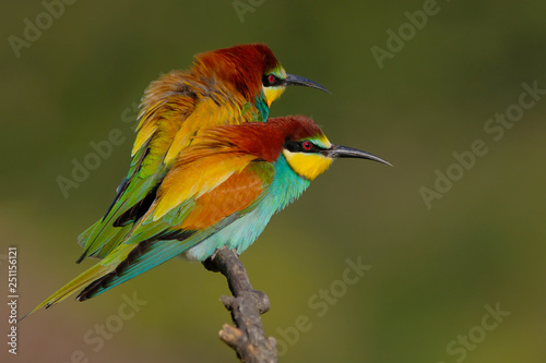 European Bee eater - Merops Apiaster - Abelharuco - bird