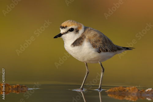 Kentish Plover, borrelho coleira interrompida, charadrius alexandrinus