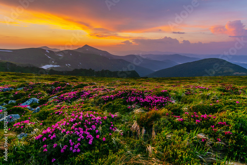 Flowering of Carpathian rhododendron on the Ukrainian mountain slopes overlooking the summits of Hoverla and Petros with a fantastic morning and evening sky with colorful clouds.