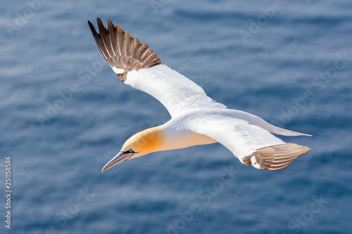 Northern gannet (Sula bassana), beautiful flying sea bird with water in the background, Helgoland island, Germany