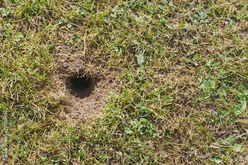 Mouse or vole hole in the spring lawn, lawn cultivation problem