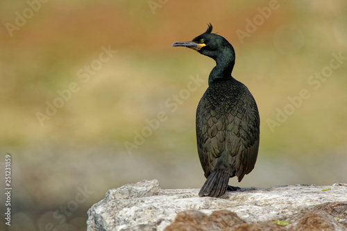 European Shag - Phalacrocorax aristotelis is a species of cormorant. It breeds around the rocky coasts of western and southern Europe, southwest Asia and north Africa