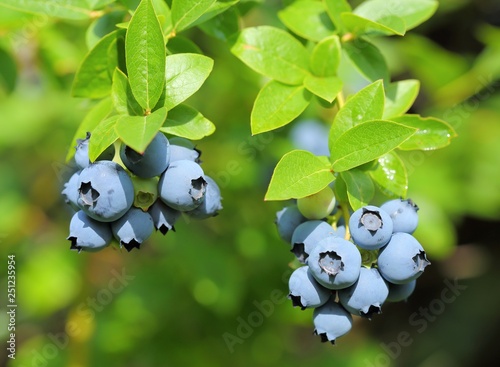 Highbush blueberry.