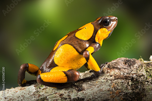 dartfrog or harlequin poison dart frog, Oophaga histrionica, a poisonous animal from the rain forest in Colombia. Jungle amphibian with bright yellow warning colors