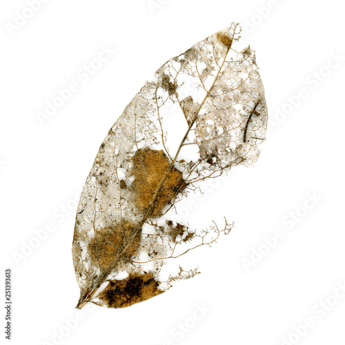 Fungus decomposing a leaf. Shows vein structure.