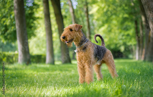 Airedale Terrier stands in a rack on the grass in the alley of trees