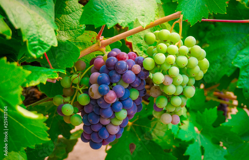 Close up multi-color wine grapes