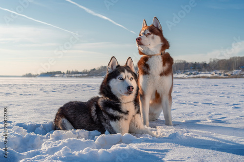 Awesome siberian husky dogs portrait on snow. Winter with blue sky.