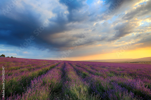 Blooming lavender in a field at sunset in Crimea