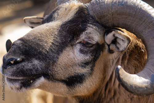 Mountain sheep. Beautiful animals in the city park on a sunny day.