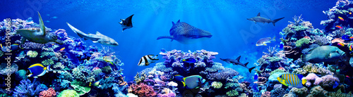 Panoramy tło piękna rafa koralowa z morską tropikalną ryba. Odwiedził tu rekin wielorybi, rekin młot, rekin zebra i żółw morski