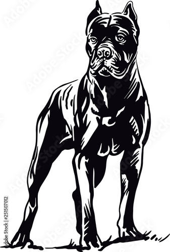 cane corso dog