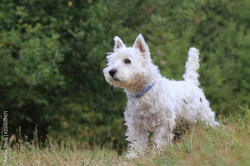 Westie. West Highland White terrier standing in the grass. Portrait of a white dog