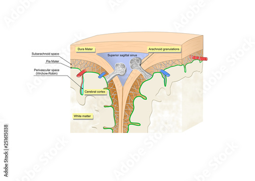 section of the skull showing the arachnoid granulations
