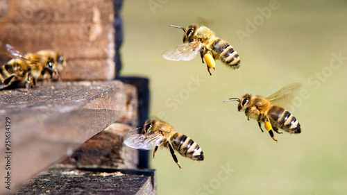 Honigbienen am Bienenstock