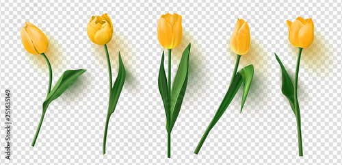 Realistic vector tulips set on transparent background.Vector illustration