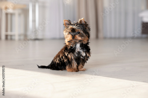 Cute Yorkshire terrier puppy on wooden floor indoors. Happy dog