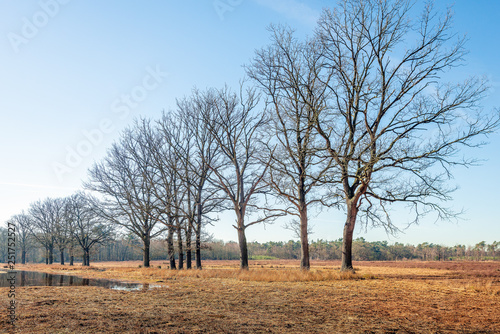 Row of trees with bare branches on the bank of a mere