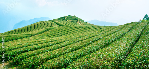 Beautiful tea garden rows scene isolated with blue sky and cloud, design concept for the tea product background, copy space, aerial view