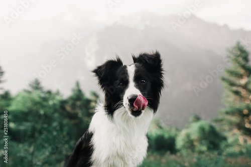 portrait beautiful black and white dog border collie in field and look in camera. in the background mountains. licks nose