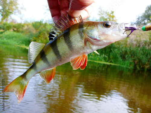 Perch in the hand of the angler against the background of the river. 
