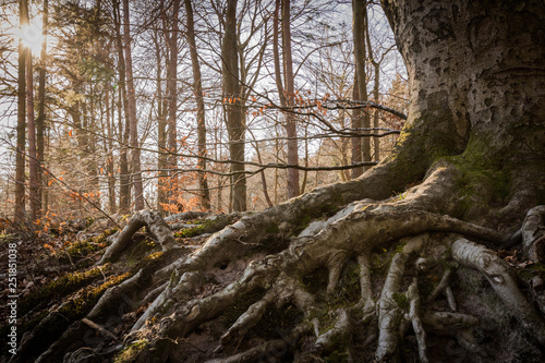 Baumstamm mit Wurzelwerk im Wald