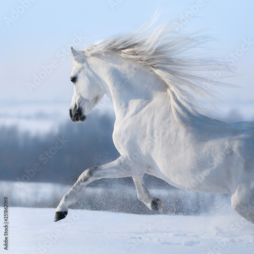 Beautiful white horse with long mane galloping across winter meadow.