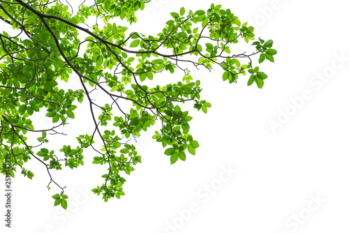 Green tree leaves and branches isolated on white background