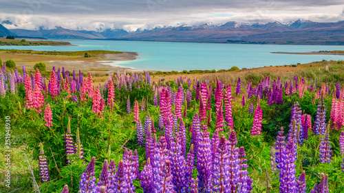 Łubiny w Lake Tekapo, Nowa Zelandia