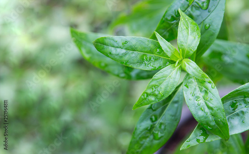 Andrographis paniculata tree plant herb 