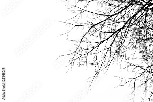 Bare tree branches on a pale white background