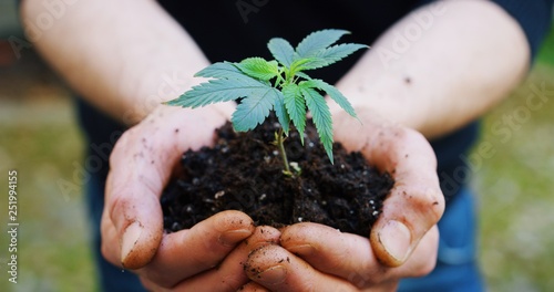 Close up of agronome hands keeping a sprout of biological and ecological hemp plants used for herbal pharmaceutical cbd oil outside the greenhouse.