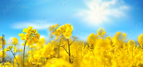 Rape flowers close-up against a blue sky with clouds in rays of sunlight on nature in spring, panoramic view. Growing blossoming rape, soft focus, copy space.