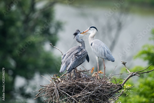 grey heron, ardea cinerea