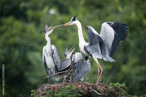 grey heron, ardea cinerea