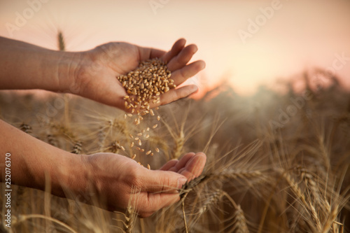 man pours wheat from hand to hand on the background of wheat field