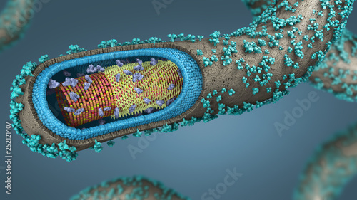 3d illustration of a cross-section of an ebola pathogen