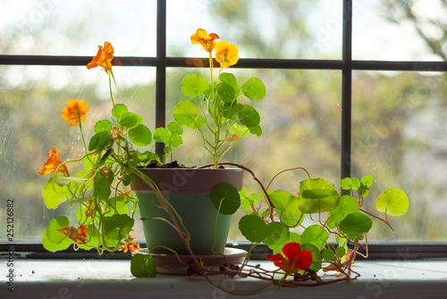 A nasturtium plant grows in a pot sitting on a windowsill.