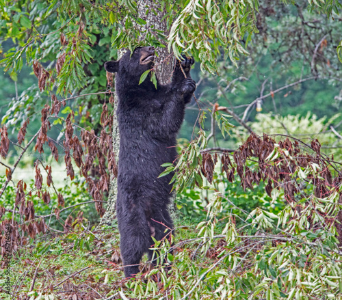 A Black Bear stands on his back legs looking for ripe cherries.