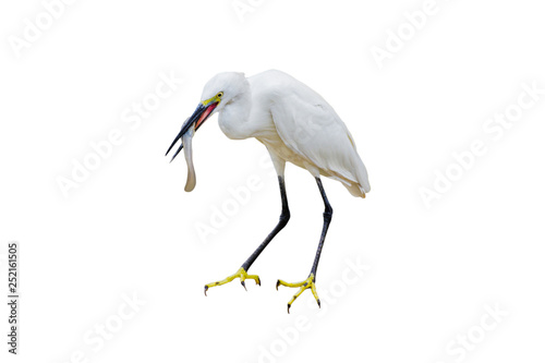 Eastern Great Egret Eating Fish In Mount - isolated white background.