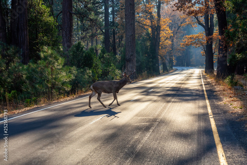 Male Deer running across the scenic road surrounded by the beautiful trees. Taken in Yosemite National Park, California, United States.
