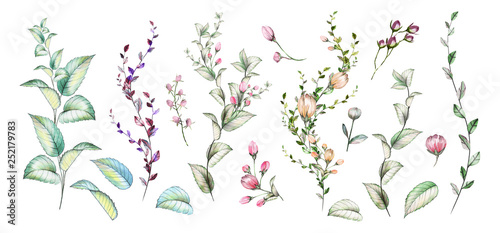 Set of watercolor elements. Collection of herbs , flowers, and leaves.Floral illustration.