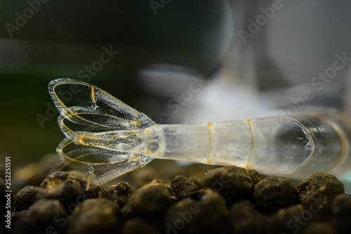 Amano shrimp freshly molted tail fan with high detail