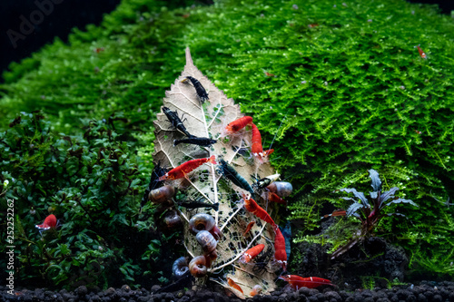 Group of freshwater shrimps eating dried mulberry leaf in planted aquarium with bucephalandra and rare aquatic ferns and mosses in the background.