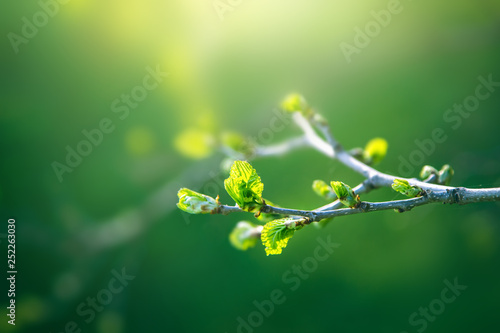 Fresh young green leaves of twig tree growing in spring. Beautiful green leaf nature outdoor background with copy space