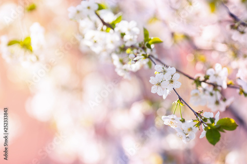 Beautiful blooming spring cherry branch with blurred bokeh background, copy space.