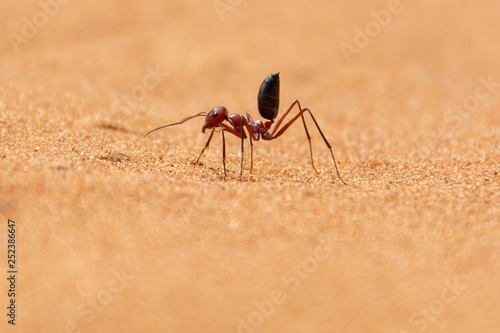 Sahara Desert Ant (Cataglyphis bicolor) running along the sand dunes.