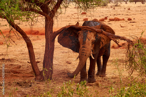 View of an elephant to a tree and landscape in the background. Safari Tsavo Park in Kenya - Africa.